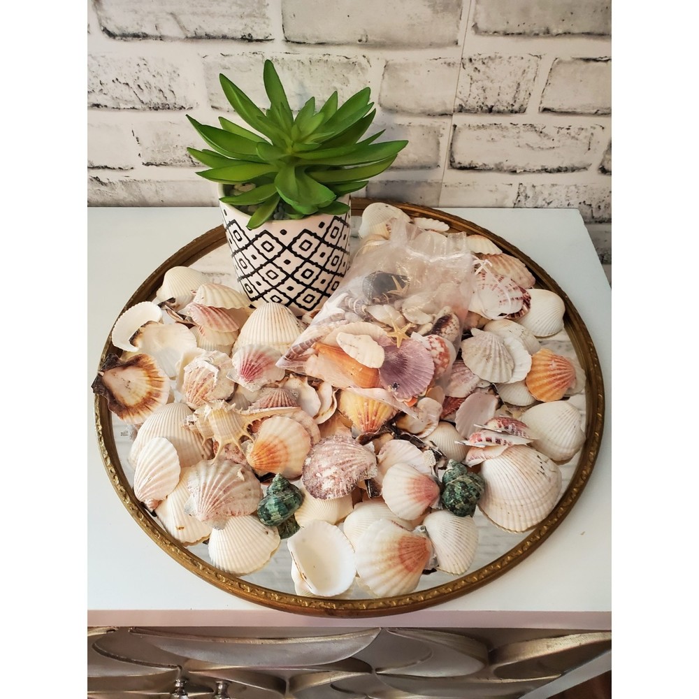 Large Lot of Small Sea Shells